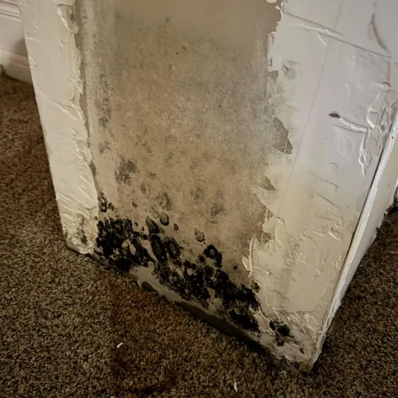Professional Mold Removal in Highland, UT